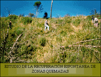 recogida de datos sobre la regeneraci�n espont�nea despu�s de un incendio en can Trullas (Viladecavalls)